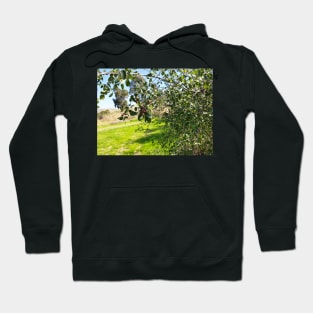 Israeli Trees and Flowers, Tree Branch Closeup and Green Grass Hoodie